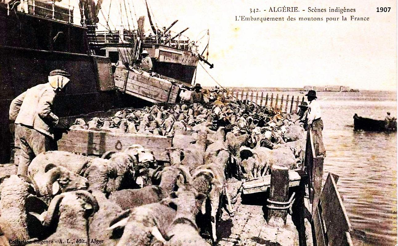 Algerie - Embarquement des moutons pour la France - 1907.jpg